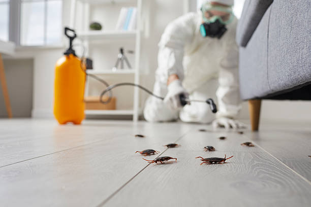 Commercial Rodent Management in Leon